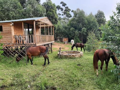 Hogsback Other | Diamond Vault Rustic Mountain Cabins