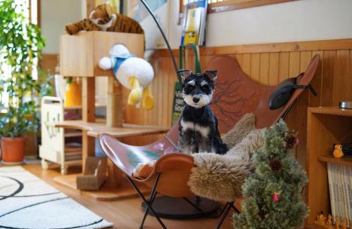 Nishiogu House | Artful Cats house