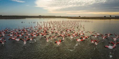 Marmari Hotel | Evita Flamingo