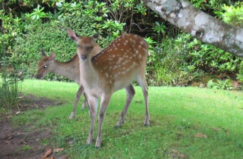 Killarney Bed & Breakfast | Friary View Bed & Breakfast