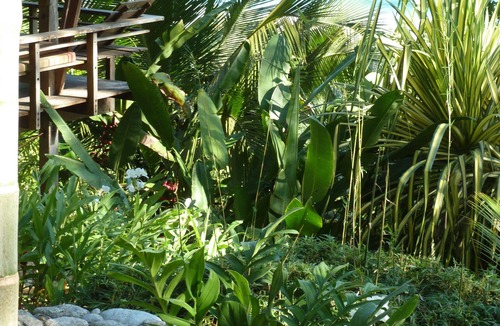 Carate House | Off the Grid Bungalow surrounded by Tropical forest and