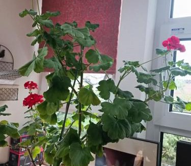 Higashi Bed & Breakfast | Sapporoの実家 B&B Yoshida