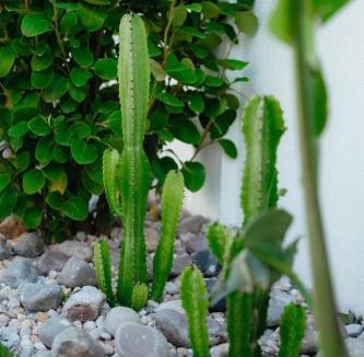 Torres Vedras House | Villa Cactus