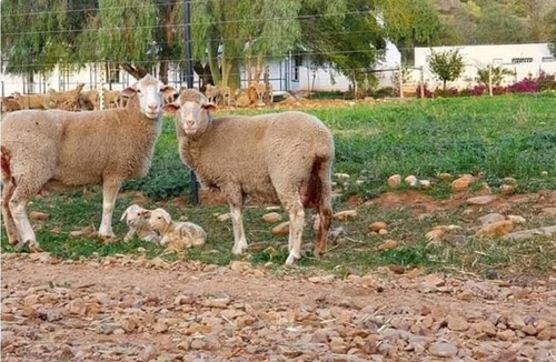 De Rust House | Vredelus Farm Stay