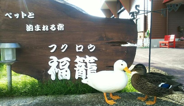 Fukurou