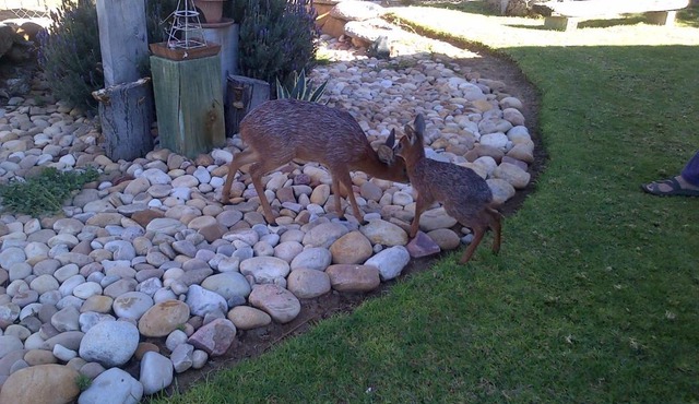 Grysbok Self Catering Accommodation
