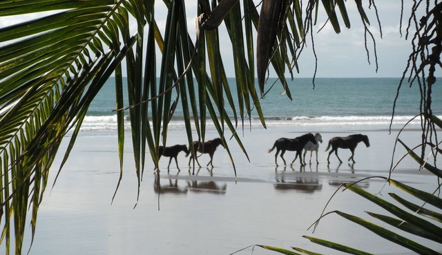 Rejuvenate Your Spirit! Playa Hermosa, Costa Rica Vacation Rental