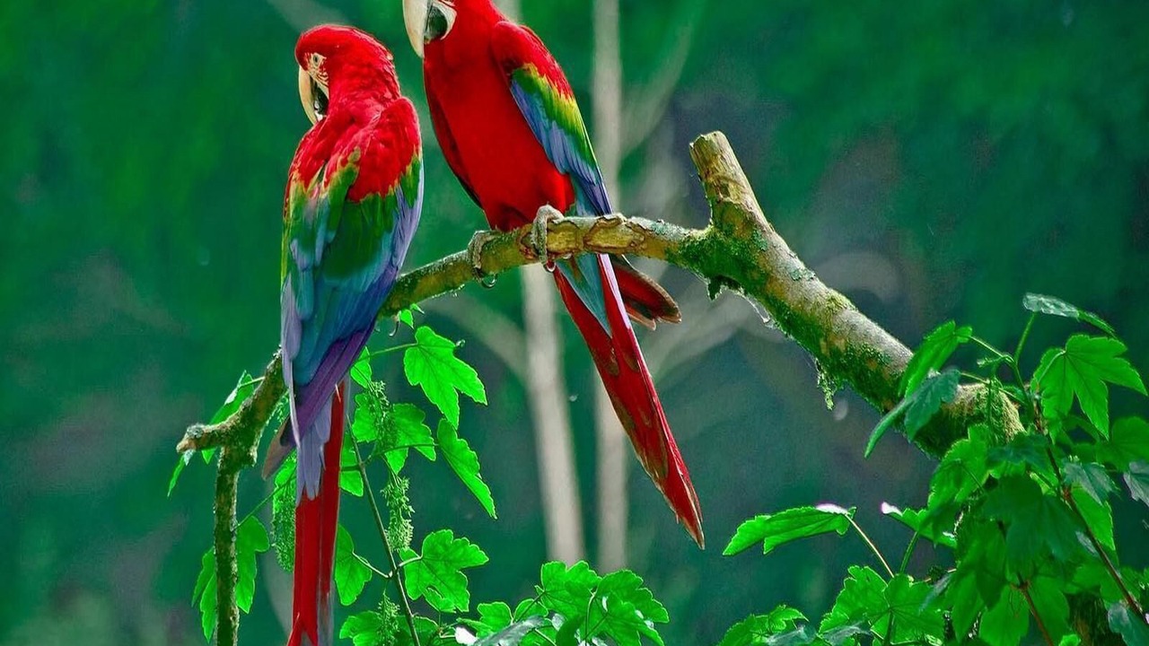 Photo of Outdoor in Coco