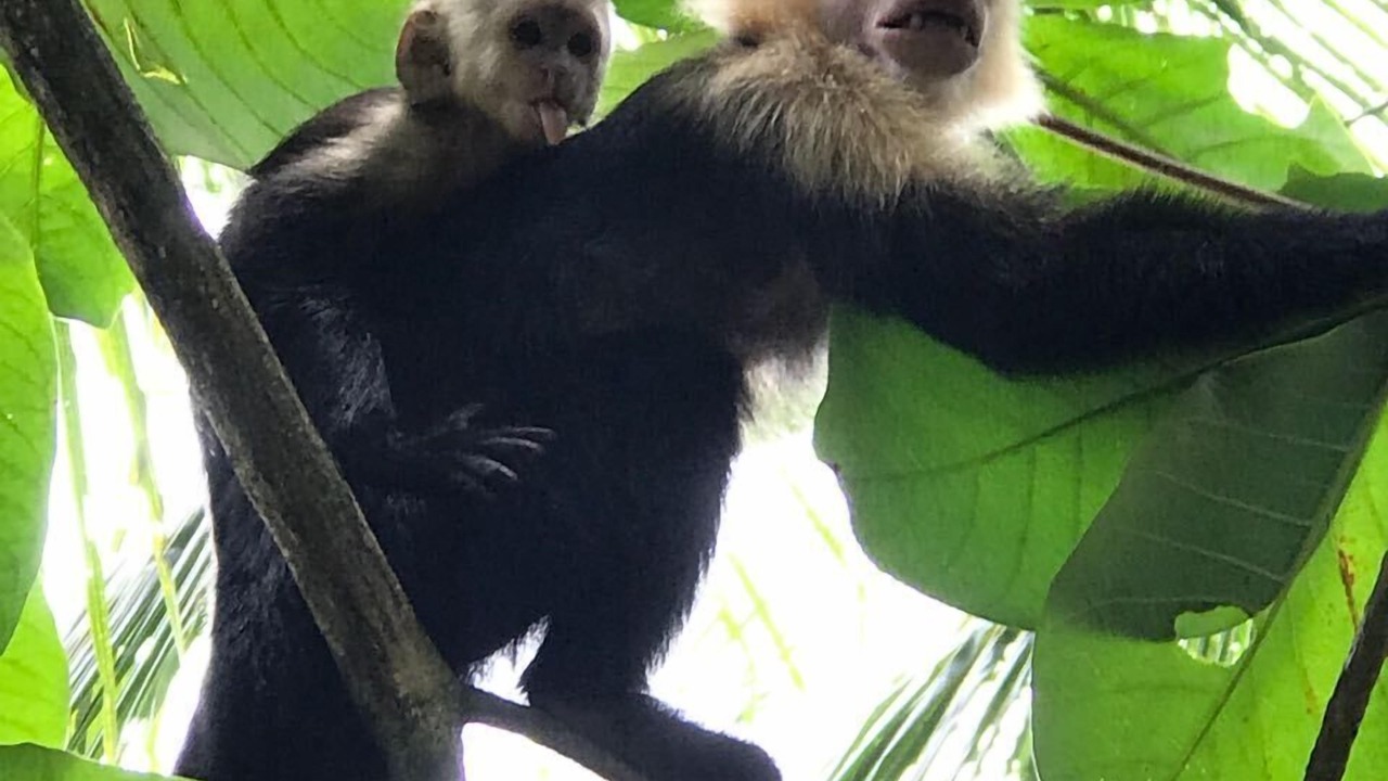 Photo of Others in Cahuita